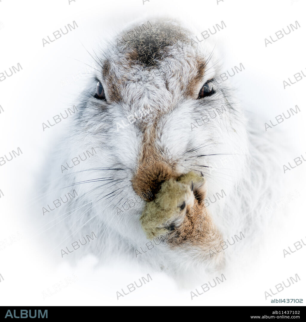 Mountain hare portrait (Lepus timidus) in winter snow, Scottish Highlands, Scotland, United Kingdom, Europe.
