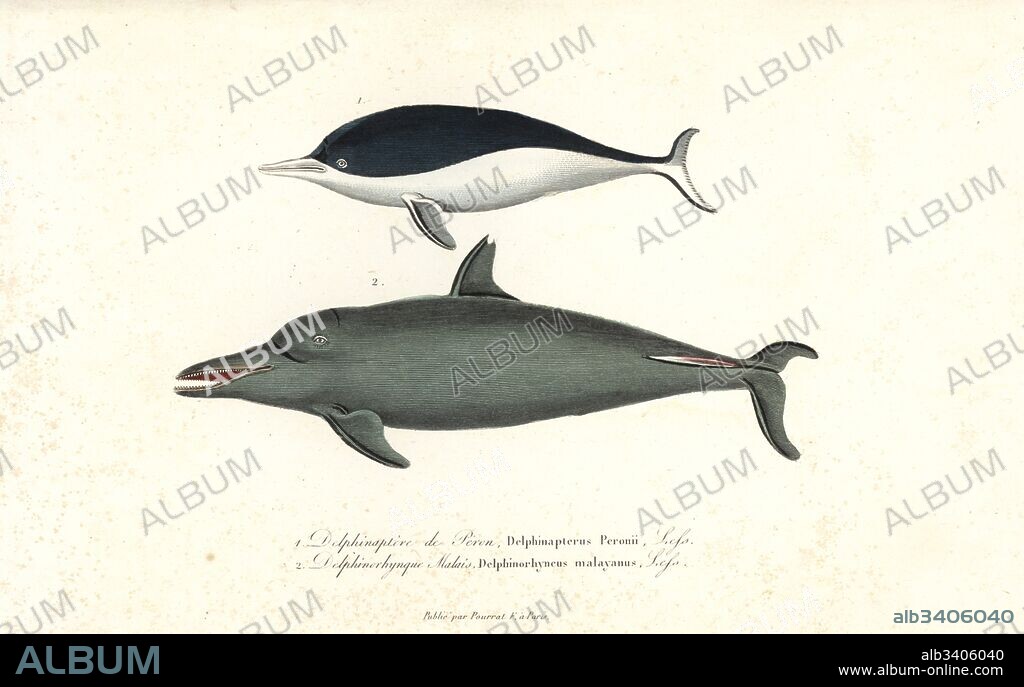 Southern right whale dolphin, Lissodelphis peronii, and pantropical spotted dolphin, Stenella attenuata. Handcoloured copperplate engraving from Rene Primevere Lesson's Complements de Buffon, Pourrat Freres, Paris, 1838.