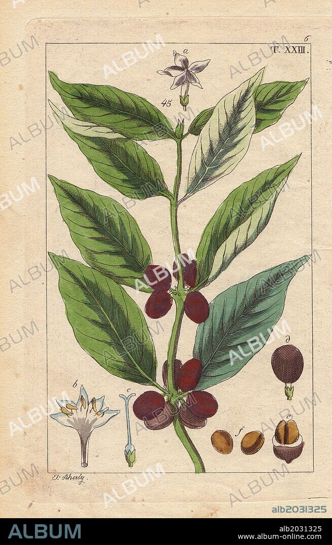 Coffee plant with beans and flowers, Coffea arabica. Handcolored copperplate engraving of a botanical illustration by J. Schaly from G. T. Wilhelm's "Unterhaltungen aus der Naturgeschichte" (Encyclopedia of Natural History), Vienna, 1817. Gottlieb Tobias Wilhelm (1758-1811) was a Bavarian clergyman and naturalist in Augsburg, where the first edition was published.