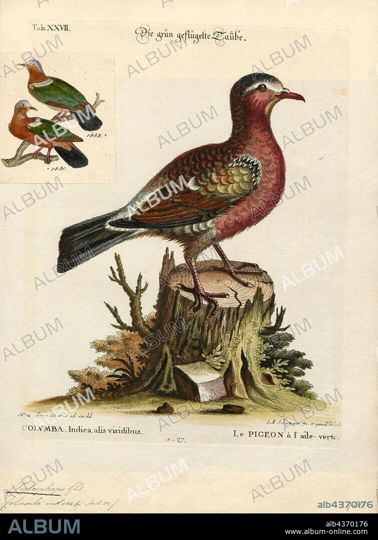 Chalcophaps indica, Print, The common emerald dove, Asian emerald dove, or grey-capped emerald dove (Chalcophaps indica) is a pigeon which is a widespread resident breeding bird in the tropical and sub-tropical parts of the Indian Subcontinent and east through Myanmar, Vietnam, Thailand, Malaysia, the Philippines, Taiwan, the Sakishima Islands of Japan and Indonesia. The dove is also known by the names of green dove and green-winged pigeon. The common emerald dove is the state bird of the Indian state of Tamil Nadu. The Pacific emerald dove and Stephan's emerald dove were both considered conspecific., 1700-1880.