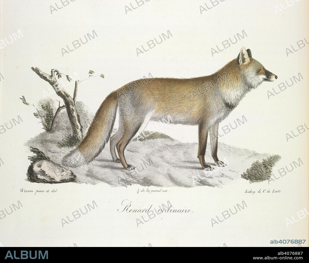 WERNER, Ã‰TIENNE GEOFFROY SAINT-HILAIRE and C DE LAST. Renard ordinaire. Fox. Histoire Naturelle des MammifÃ©res, avec des figure. Paris, 1824-57. Source: 1257.l.1-4 volume 2,. Language: French.