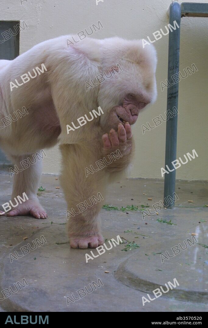 Copito de nieve, gorila albino. Zoológico de Barcelona.