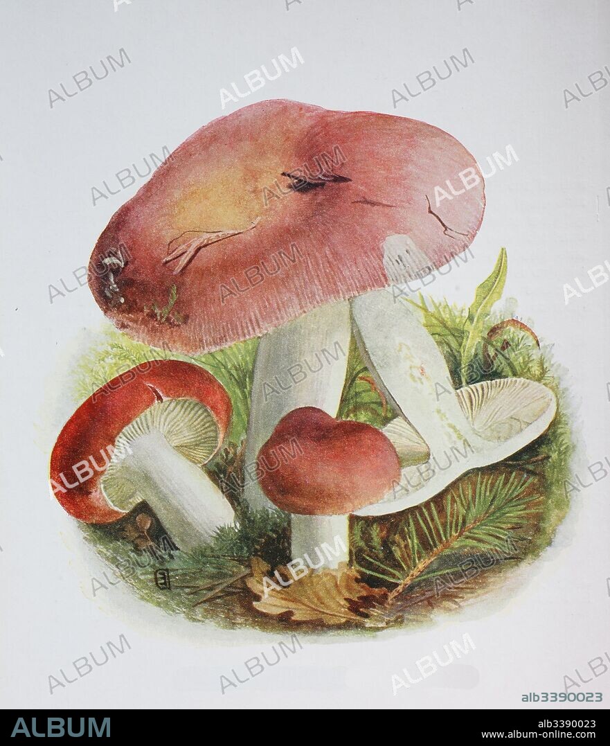 Russula vesca, known by the common names of bare-toothed Russula or the flirt, is a basidiomycete mushroom of the genus Russula., digital reproduction of an ilustration of Emil Doerstling (1859-1940).