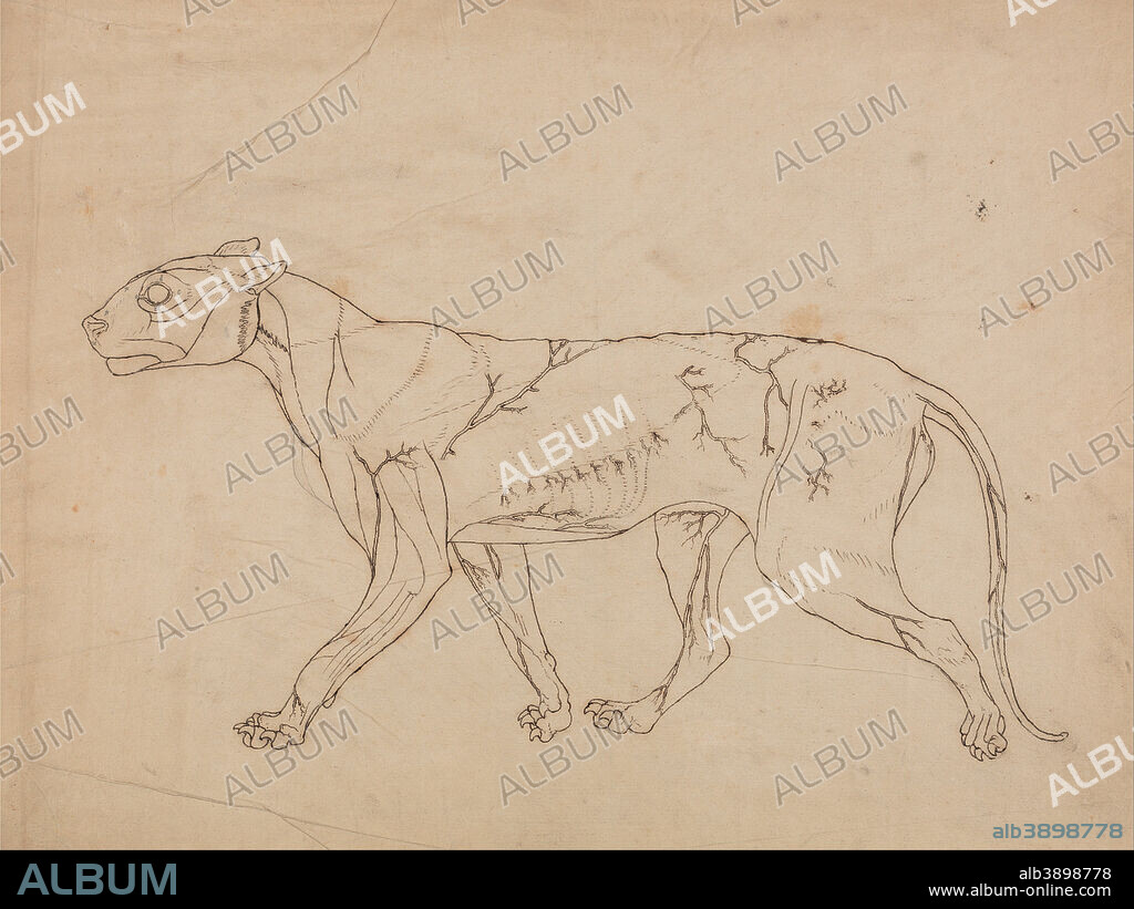 GEORGE STUBBS. A Comparative Anatomical Exposition of the Structure of the Human Body with that of a Tiger and a Common Fowl: Tiger Body, Lateral View (Outline study of the surface muscles and their blood supply, probably made for a key figure). Date/Period: 1795 to 1806. Drawing. Graphite, and pen with iron gall ink on thin, slightly textured, cream wove paper laid down on cream, thick, moderately textured, wove paper. Height: 406 mm (15.98 in); Width: 540 mm (21.25 in).