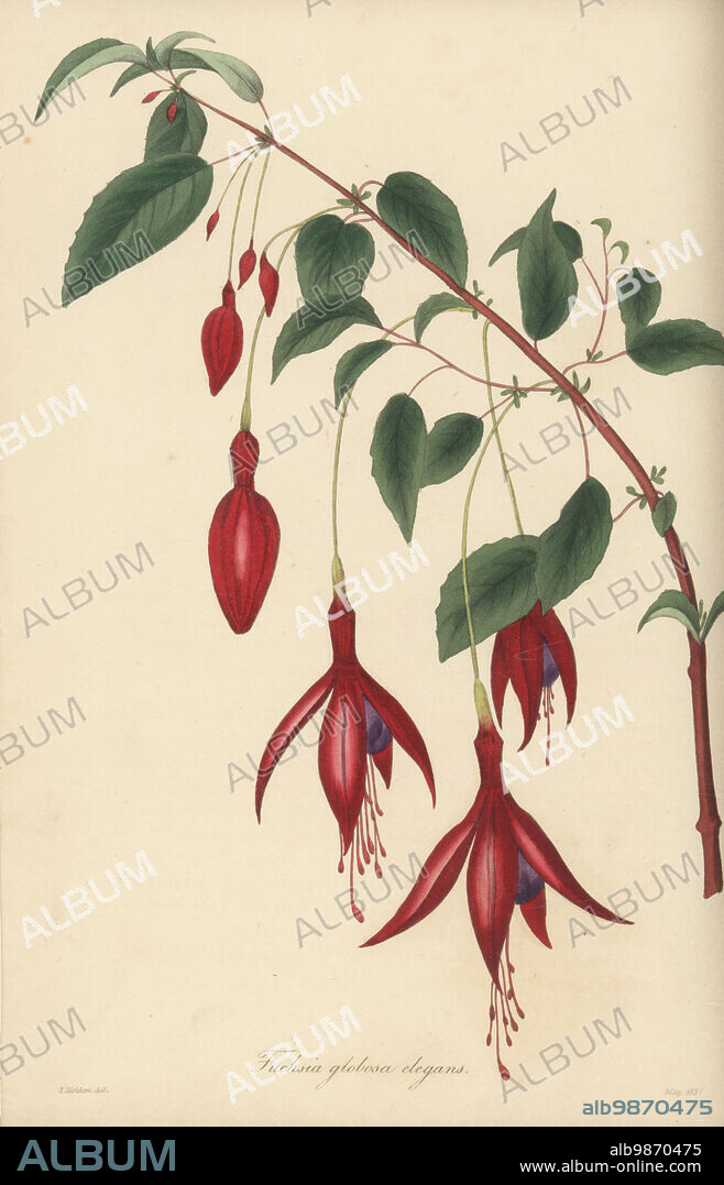 Hummingbird fuchsia or hardy fuchsia, Fuchsia magellanica. Native to southern South America. Elegant globe-flowered fuchsia, Fuchsia globosa elegans. Handcoloured engraving after a botanical illustration by Samuel Holden from Joseph Paxtons Magazine of Botany, and Register of Flowering Plants, Volume 4, Orr and Smith, London, 1837.
