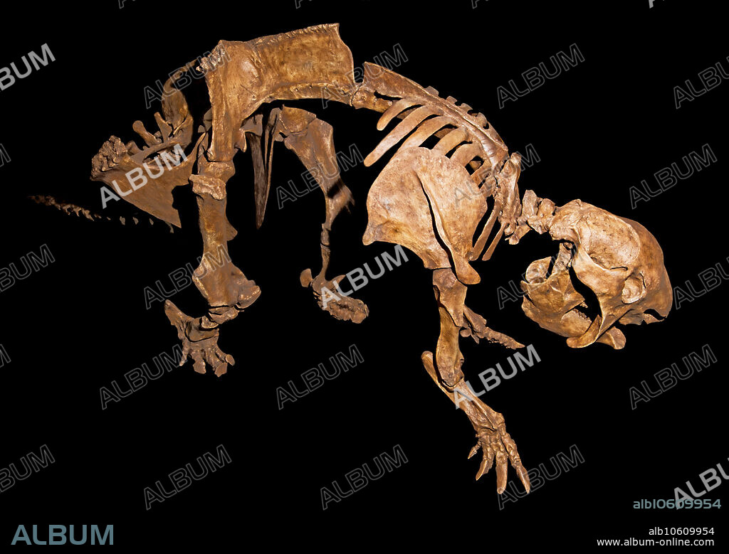 Glyptodont (Panochthus tuberculatus) with shell removed. Utah State University, Eastern Museum, Price, Utah, USA.