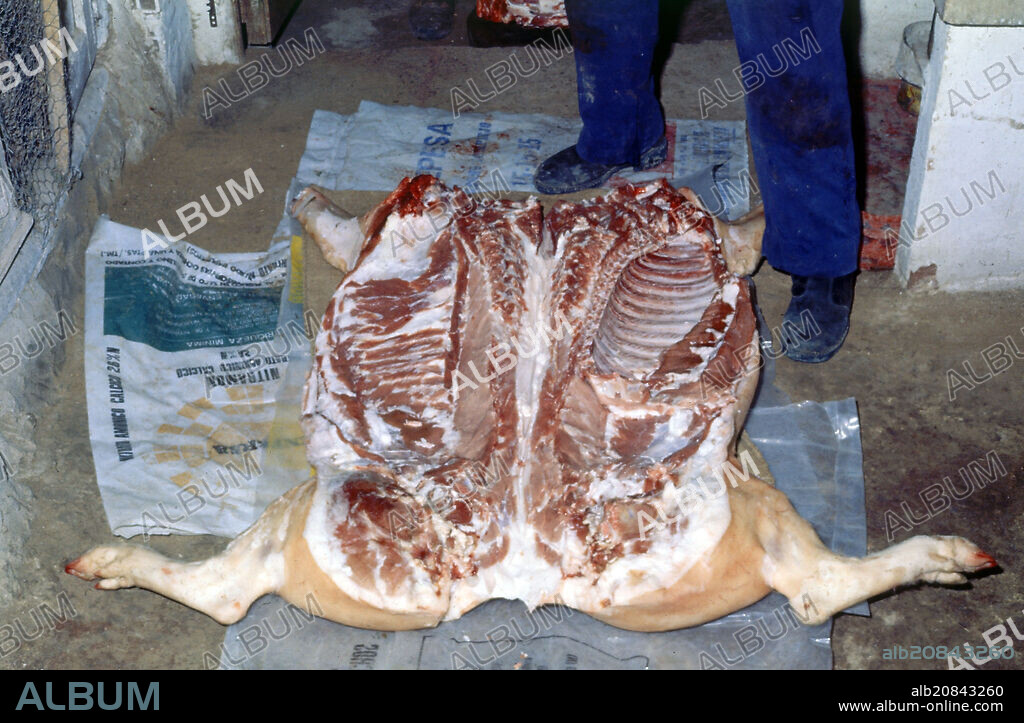 CERDO ABIERTO EN CANAL- FOTO AÑOS 70.