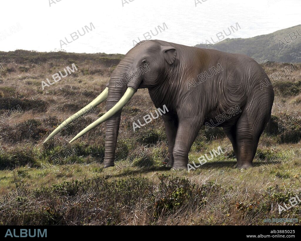 Anancus arvernensis, Proboscidea, Pleistocene epoch of Europe.