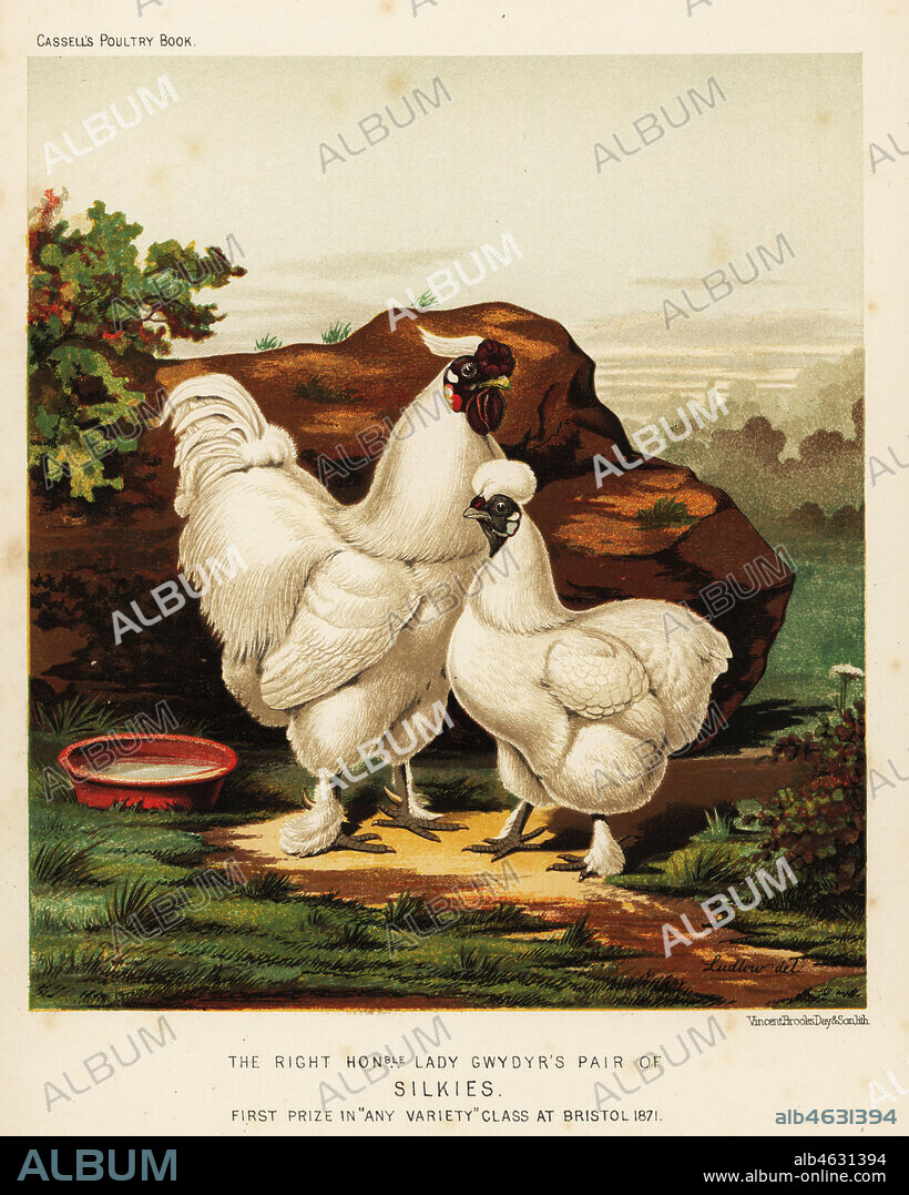 Silkie or Silky cock and hen, Gallus gallus domesticus, Lady Gwydyrs pair, first prize in any variety class at Bristol 1871. Chromolithograph by Vincent Brooks Day & Son after an illustration by J.W. Ludlow from Lewis Wrights The Illustrated Book of Poultry, Cassell, London, 1890.