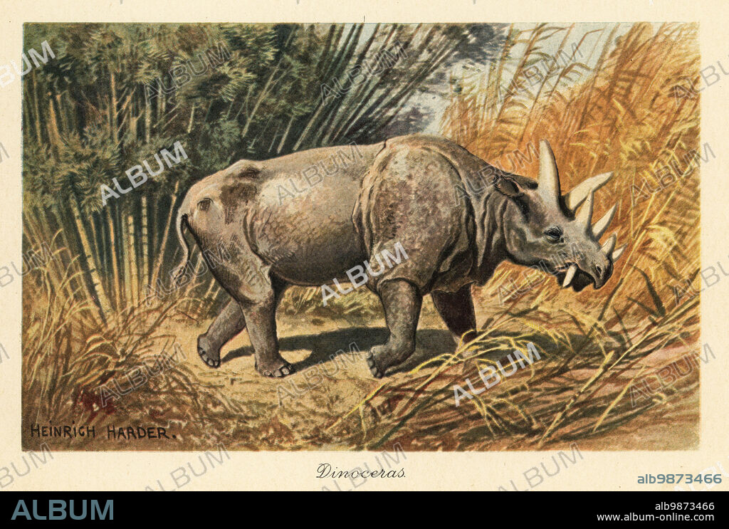 Uintatherium anceps in a jungle clearing. Beast of the Uinta Mountains, extinct genus of herbivorous mammal that lived during the Eocene epoch. Order of Dinocerata (terrible horned). Dinoceras. Colour printed illustration by Heinrich Harder from Wilhelm Bolsches Tiere der Urwelt (Animals of the Prehistoric World), Reichardt Cocoa company, Hamburg, 1908. Heinrich Harder (1858-1935) was a German landscape artist and book illustrator.