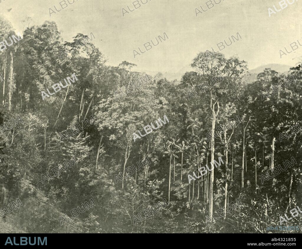 'Tropical Scrubs, Blackall Range, Queensland', 1901. Mountain range in South East Queensland, Australia. The first European explorer in the area was Ludwig Leichhardt. Named after Samuel Blackall, the second Governor of Queensland.  From "Federated Australia". [The Werner Company, London, 1901].