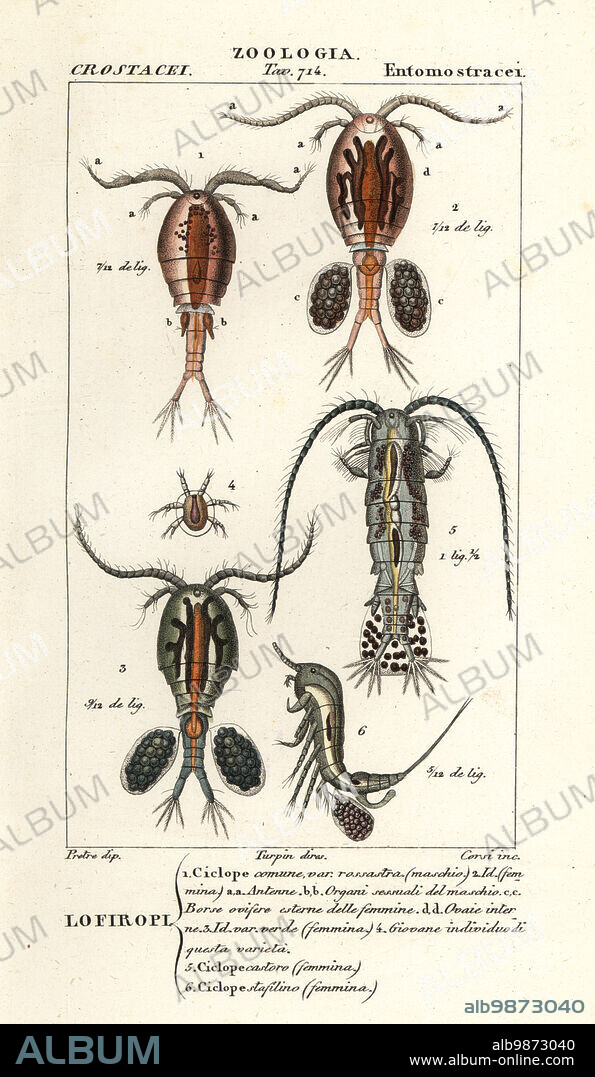Species of copepods. Cyclops vulgaris 1-4, Diaptomus castor 5, Cyclops staphylinus 6. Handcoloured copperplate stipple engraving from Antoine Laurent de Jussieu's Dizionario delle Scienze Naturali, Dictionary of Natural Science, Florence, Italy, 1837. Illustration engraved by Corsi, drawn by Jean Gabriel Pretre and directed by Pierre Jean-Francois Turpin, and published by Batelli e Figli. Turpin (1775-1840) is considered one of the greatest French botanical illustrators of the 19th century.