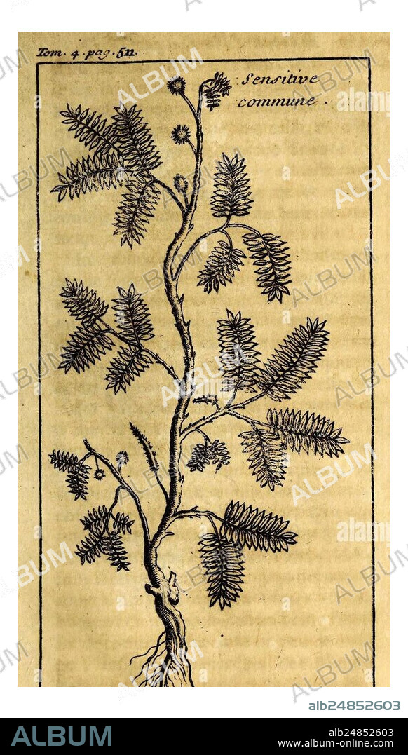 Nouveau voyage aux isles de l'Amerique, A Paris, au palais, Chez Theodore le Gras, 1742, description and travel, natural history, pre-Linnean works, voyages and travels, West Indies, French, This illustration depicts the sensitive plant, known scientifically as Mimosa pudica. The drawing showcases a slender stem adorned with delicate, compound leaves that fold inward when touched, a distinctive feature of the species. The plant's small, spherical flower buds are also visible, positioned at various points along the stem. Roots extend from the base, emphasizing the plant's connection to the eart