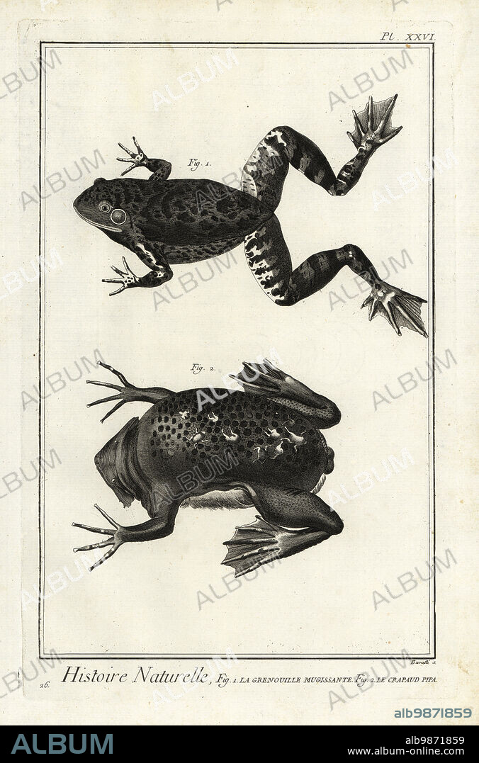 American bullfrog, Lithobates catesbeianus, and common Suriname toad with eggs and baby toads on its back, Pipa pipa. La grenouille mugissante, le crapaud pipa. Copperplate engraving by Antonio Baratti after Francois-Nicolas Martinet from Denis Diderot and Jean le Rond dAlemberts Encyclopedie, Histoire Naturelle (Encyclopedia: Natural History), Livourne, 1774. Francois-Nicolas Martinet (1731-1800) was a French draftsman and engraver.