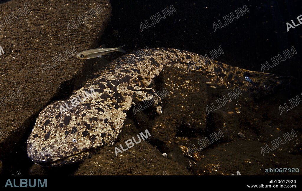 A Japanese Giant Salamander (Andrias japonicus). These magnificent creatures are among the largest living amphibians still on Earth - they can grow to lengths approaching 1.3 meters (over 4 feet). In spite of the fact that they are an ancient lineage and have been around for millions of years, they are facing real issues in the wild including small dams. Dams limit the ability of individuals to move around the impoundments. This has the net effect of isolating portions of a population, either above or below the dams. Streams and rivers across the range of this species have many dams. Smaller, isolated populations tend to have a reduced probability of survival through time owing to a reduction of genetic diversity. Photo taken in Hyogo Prefecture, Japan, 2015, courtesy of the Hanzaki Institute and Sumio Okada.
