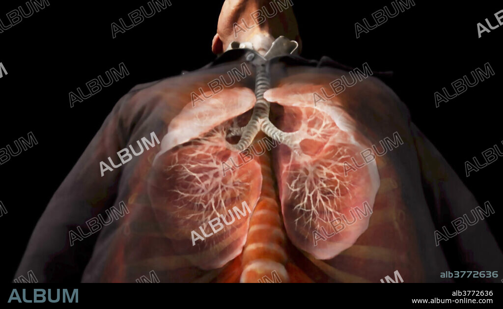 3-D visualization using scanned human data of the anterioinferior view of the lungs and trachea. Air is carried from trachea to the bronchi to the bronchioles, which are small branches of bronchi within the lungs. Bronchioles act as air pathways for oxygen and carbon dioxide to pass through during the respiration process. At the end of every bronchiole is an alveolus, which is a small sac that allows for gas exchange within the circulatory system.