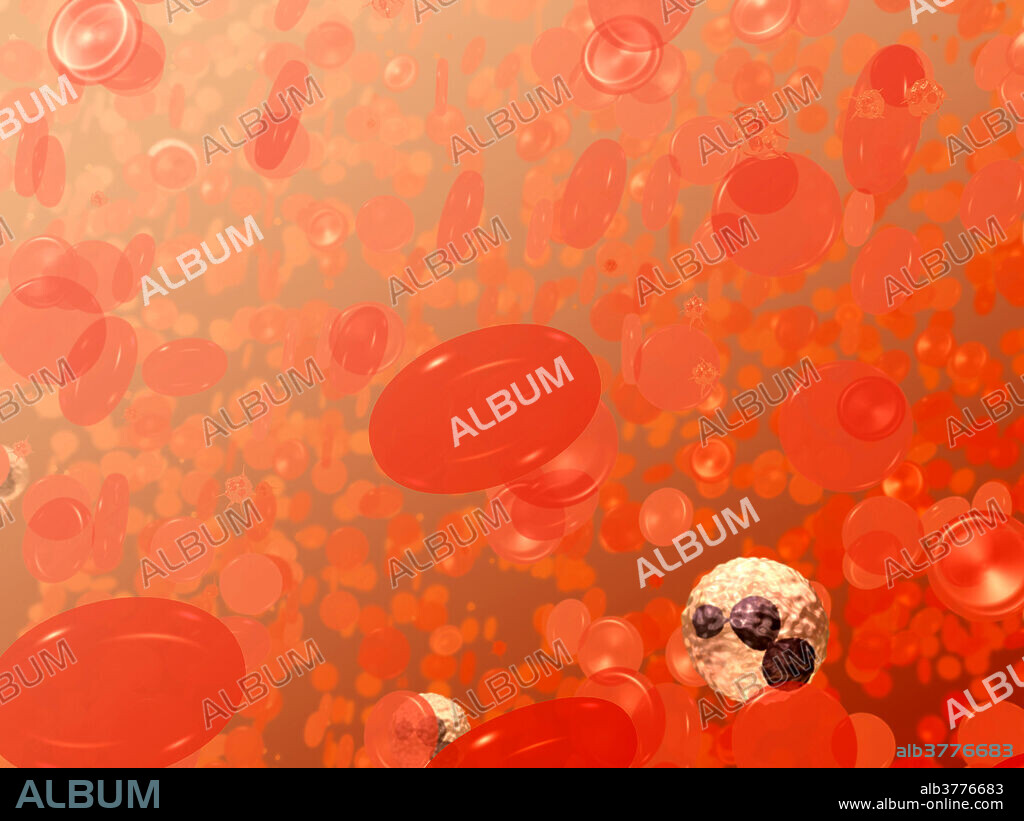 Field of blood cells. The bi-concave disks are red blood cells or erythrocytes. The white cell with the dark purplish, multi-lobed nucleus is a neutrophil, a type of white blood cell or leukocyte. The smaller spikey objects are platelets.