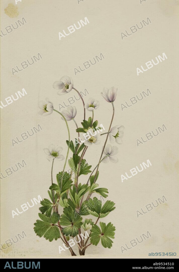 MARY VAUX WALCOTT. Northern Anemone (Anemone parviflora). Date: 1924. Watercolor on paper.