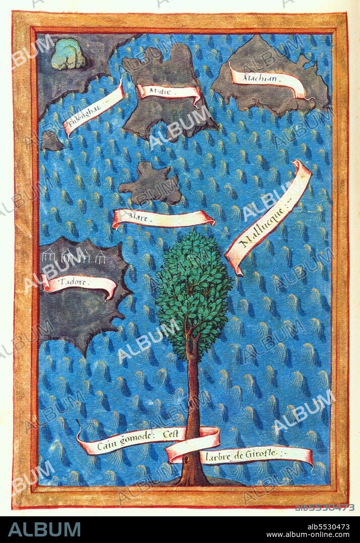 On that day of Sunday I went ashore to see how the cloves grow. The tree is tall and as thick as a man. Its branches in the center spread out widely, but at the top they grow into a kind of peak. The leaf is like that of a laurel, and the bark of the color of brown tan. The cloves come at the tip of branches, ten or twenty together. These trees almost always bear more of them on one side than on the other, according to the season. When the cloves sprout, they are white; when ripe, red; and when dried, black. They gather them twice a year, at Christmas and again on the feast of St John the Baptist, because at these two seasons the air is most temperate, but more so at Christmas. And when the year is hotter, and there is less rain, they gather three or four hundred bahar of cloves in each of those islands, and they grow only in the mountains. . . . Nowhere in the world do good cloves grow except on five mountains of those five islands. . . . We saw almost every day a cloud descend and encircle first one of those mountains and then the other, whereby the cloves become more perfect'. Magellan’s Voyage: A Narrative Account of the First Circumnavigation.