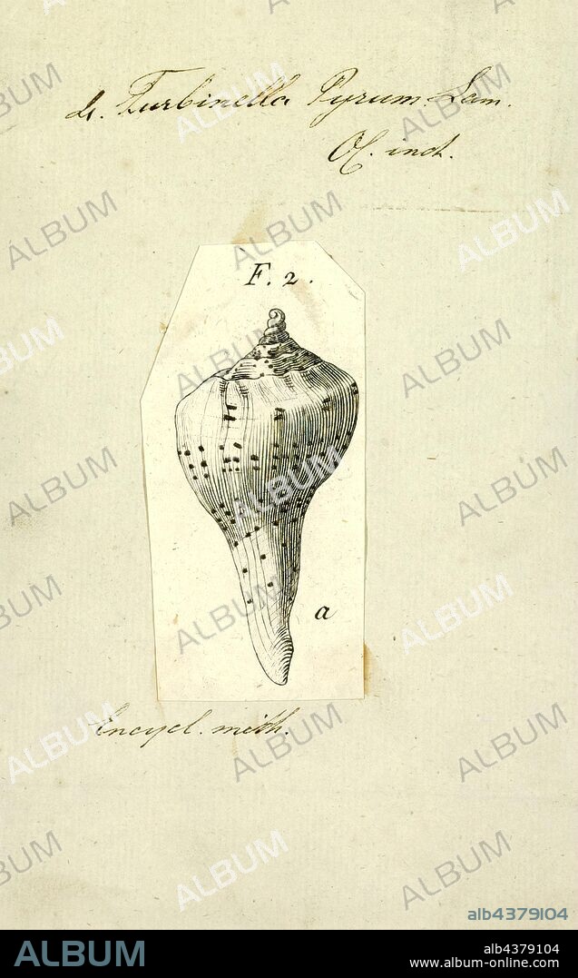 Turbinella pyrum, Print, Turbinella pyrum, common names the chank shell, sacred chank or chank, also known as the divine conch, sometimes referred to simply as a conch, is a species of very large sea snail with a gill and an operculum, a marine gastropod mollusk in the family Turbinellidae. This species occurs in the Indian Ocean.