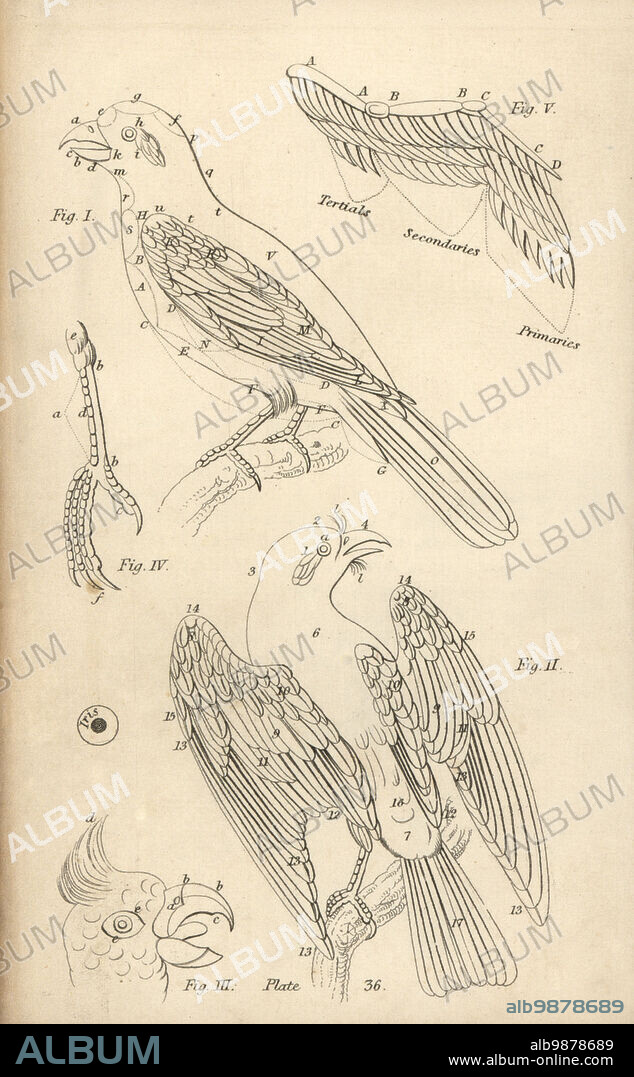 Illustration of the old and new terminology of bird anatomy, caput head, rostrum beak, collum neck, dorsum back, corpus body, ala wing, cauda tail, crus leg. Wing feathers, primaries, secondaries, tertials. Steel engraving by Joseph Kidd from Sir Thomas Dick Lauder and Captain Thomas Brown's Miscellany of Natural History: Parrots, Edinburgh, 1833.