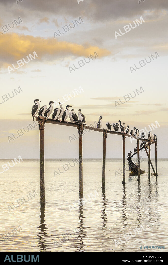 cormoranes en la Costanera, Punta Arenas -Sandy Point-, Patagonia, República de Chile,América del Sur.
