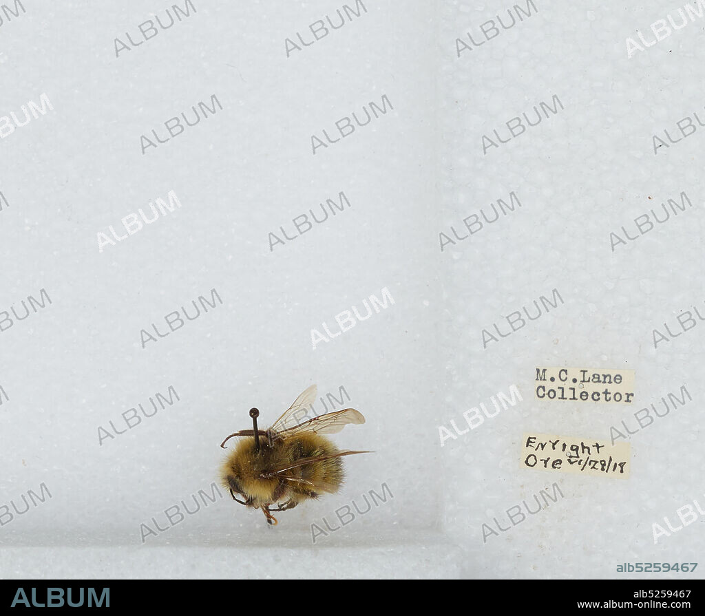 Enright, Tillamook, Oregon, United States, Bombus (Pyrobombus) sitkensis Nylander, Animalia, Arthropoda, Insecta, Hymenoptera, Apidae, Apinae.