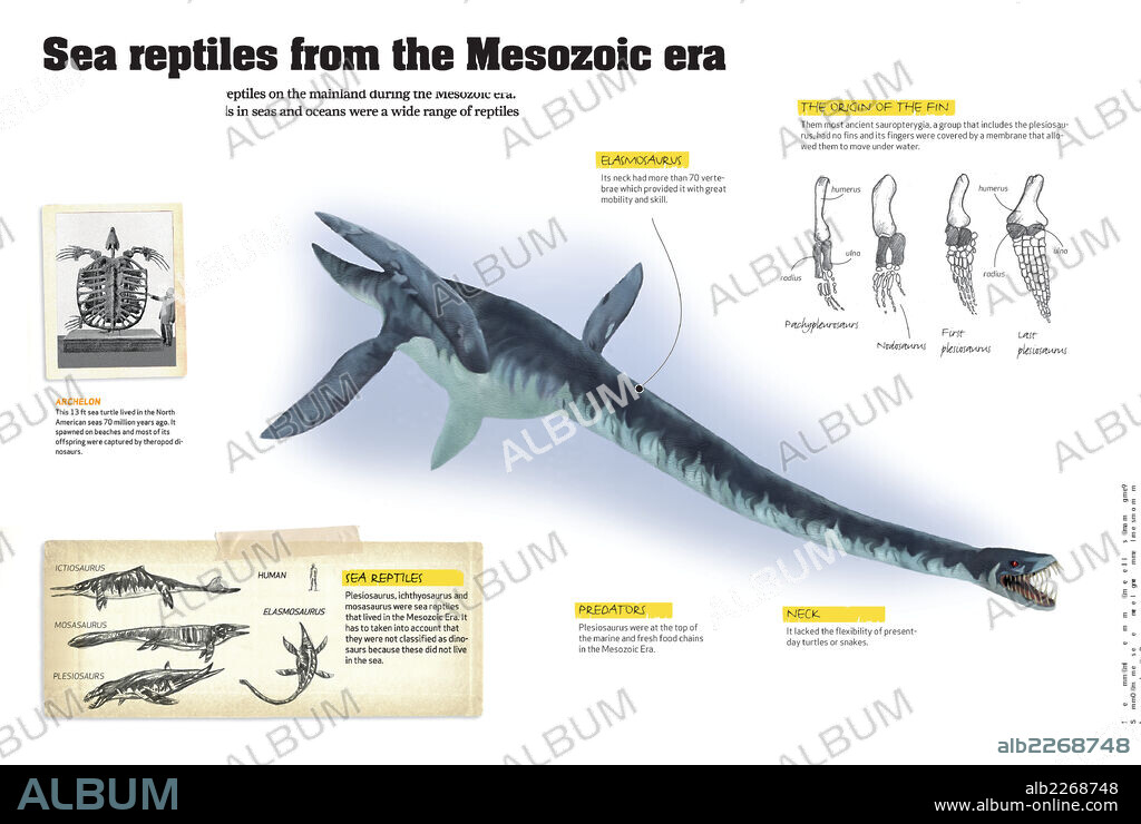 Reptiles marinos del Mesozoico. Infografía sobre los reptiles que habitaban los mares y océanos durante la era Mesozoica.