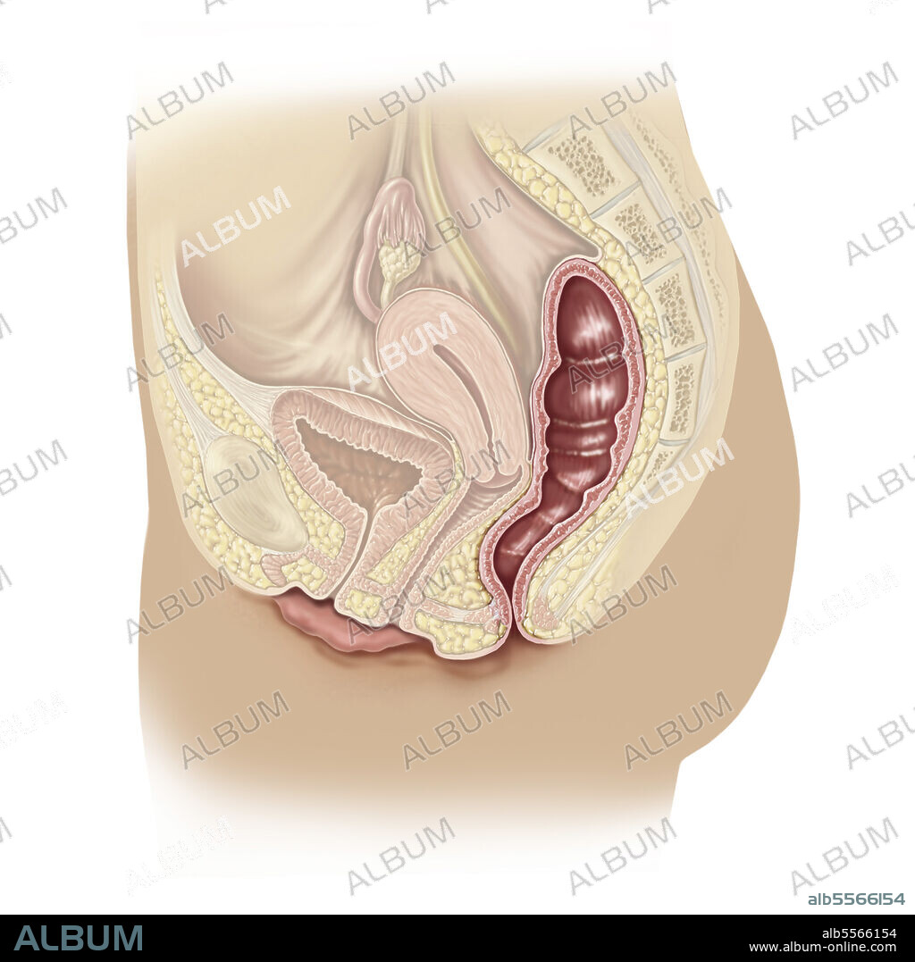 Side view of pelvis showing location of lower bowel and rectum.
