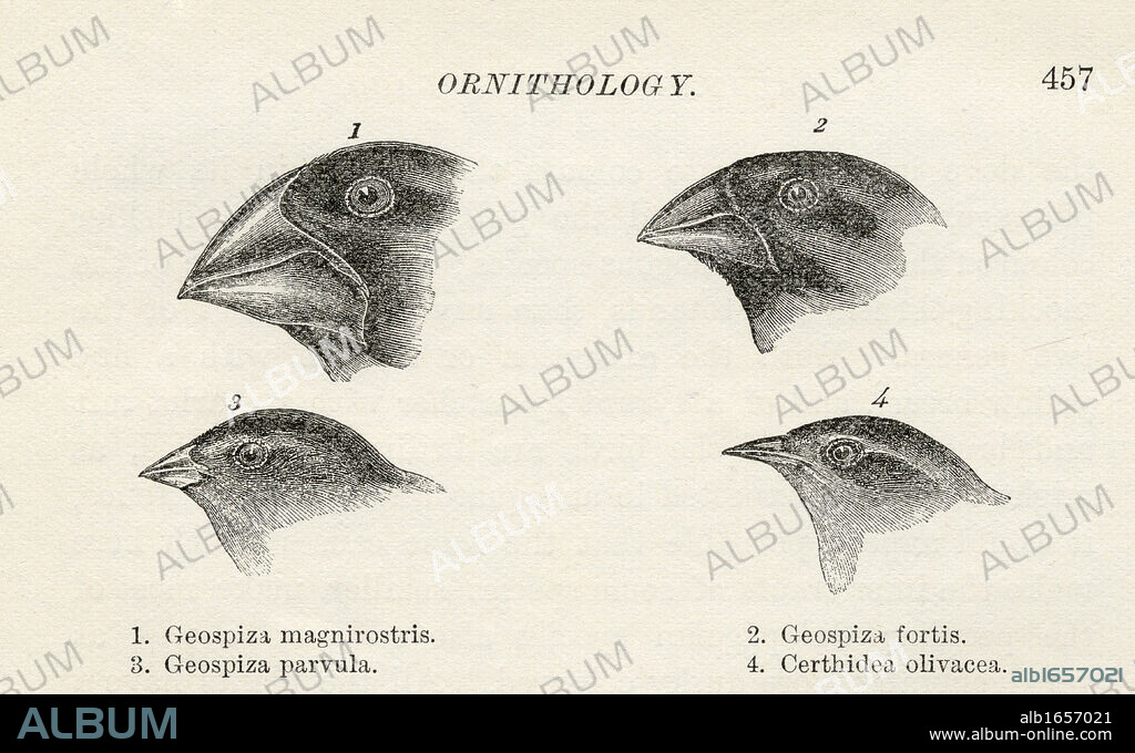 Finches with beaks adapted to different diets observed by Charles Darwin in September-October 1835 in Galapagos Islands Ecuador during his voyage on HMS Beagle From the book Journal of Researches by Charles Darwin also known as Darwin's Journal of a Voyage Around the World published 1890.