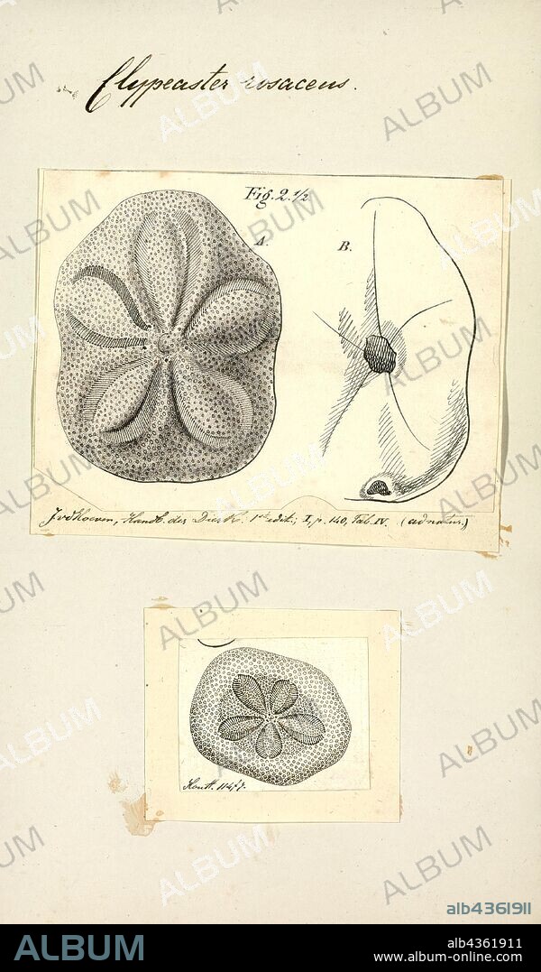 Clypeaster rosaceus, Print, Clypeaster rosaceus, the fat sea biscuit, is a species of sea urchin in the family Clypeasteridae. It occurs in shallow water in the western Atlantic Ocean and was first scientifically described in 1758 by Carl Linnaeus.