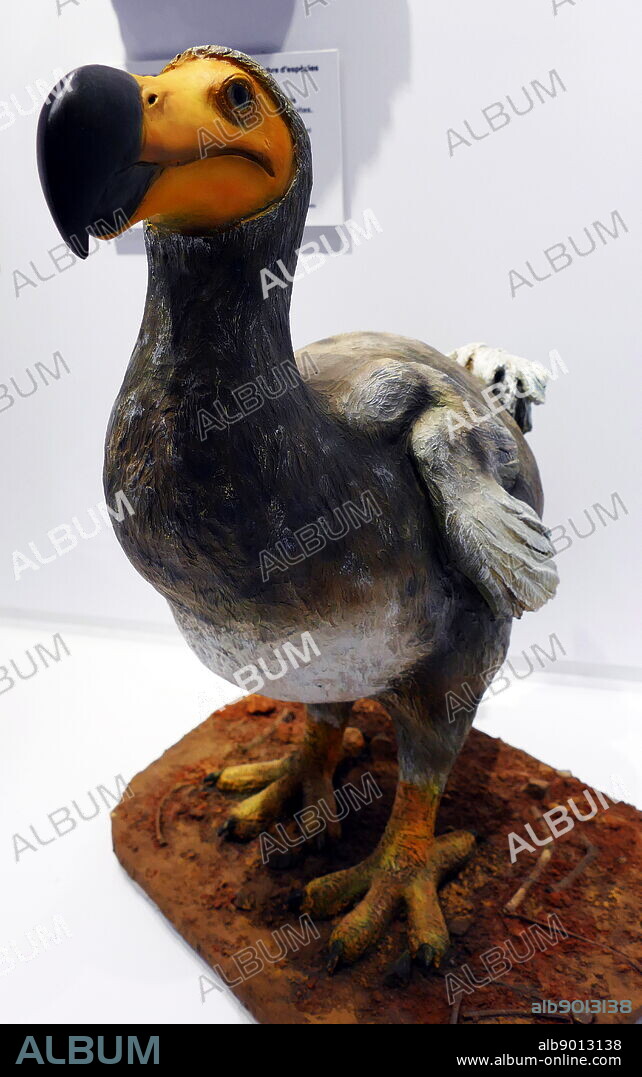 The dodo (Raphus cucullatus), an extinct flightless bird that was endemic to the island of Mauritius, east of Madagascar in the Indian Ocean. Subfossil remains show the dodo was about 1 metre (3 ft 3 in) tall and may have weighed 10.6-17.5 kg (23-39 lb) in the wild. The dodo's appearance in life is evidenced only by drawings, paintings, and written accounts from the 17th century. The first recorded mention of the dodo was by Dutch sailors in 1598. The last widely accepted sighting of a dodo was in 1662.