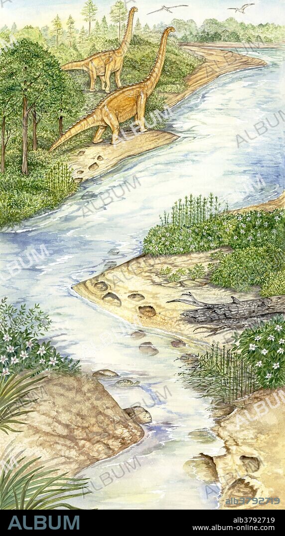 This Cretaceous landscape (approx. 110 million years ago) highlights one of the tallest discovered sauropod dinosaurs, the Sauroposeidon. The scene emphasizes how their feeding helped create disturbed habitat by eating and trampling vegetation. Other representatives of this period featured include the turtle, flying pterosaur, and first flowering plant (Magnolia).