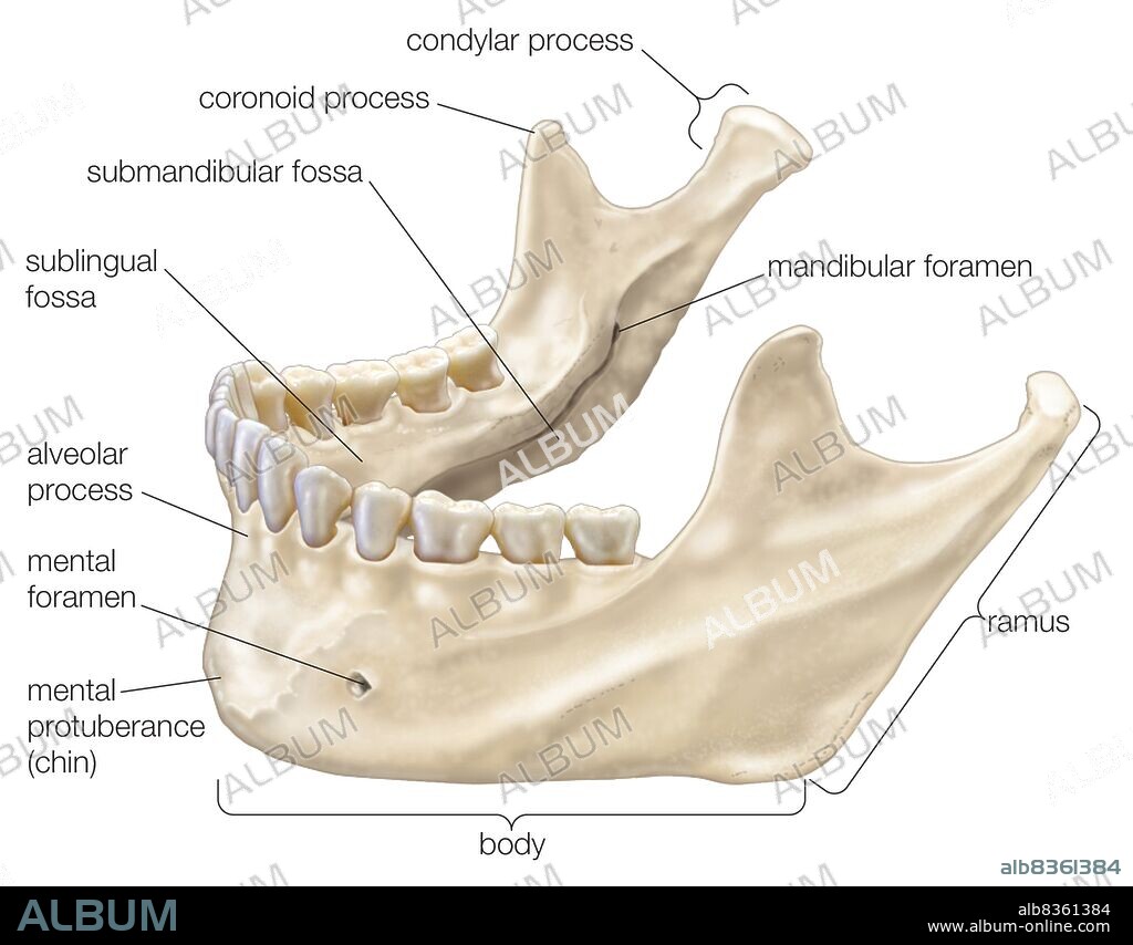 Mandible.