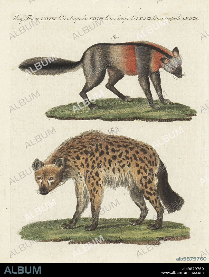 European red fox, Vulpes vulpes crucigera 1 and spotted hyena or laughing hyena, Crocuta crocuta 2. Cross fox, Canis cruciger, Hyaena crocuta. After illustrations by D. Hermann and Johann Ihle in Johann Christian Daniel von Schreber's Die Säugetiere in Abbildungen. Handcoloured copperplate engraving from Carl Bertuch's Bilderbuch fur Kinder (Picture Book for Children), Weimar, 1810.