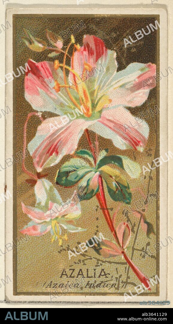 Azalia (Azalea Indica), from the Flowers series for Old Judge Cigarettes. Dimensions: Sheet: 2 3/4 x 1 1/2 in. (7 x 3.8 cm). Printer: George S. Harris & Sons (American, Philadelphia). Publisher: Issued by Goodwin & Company. Date: 1890.
The "Flowers" series of trading cards (N164) was issued by Goodwin & Company in 1890 to promote Old Judge Cigarettes. The Metropolitan Museum of Art owns all 50 cards in the series.