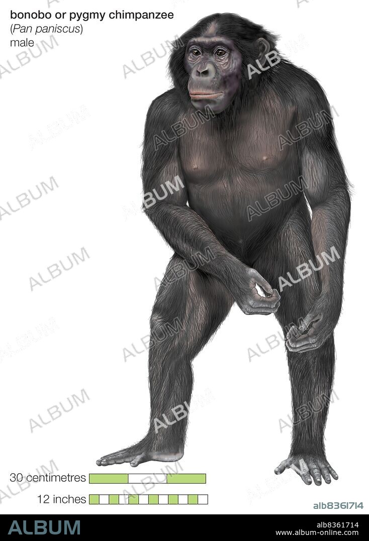 Male bonobo or pygmy chimpanzee (Pan paniscus).