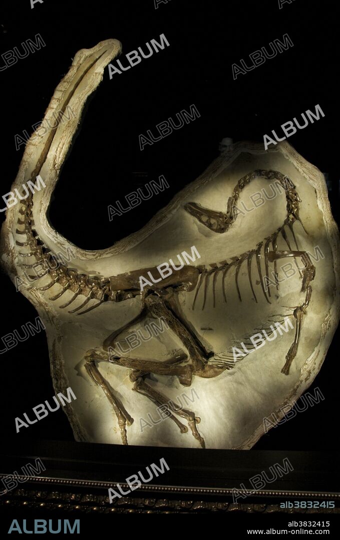 Death Pose of the skeleton of an Ornithomimus dinosaur. The striking pose results from the drying out of ligaments and muscles along the backbone after death. As they dry they pull the head back and the tail forward. Royal Tyrrell Museum, Drumheller, Alberta, Canada.