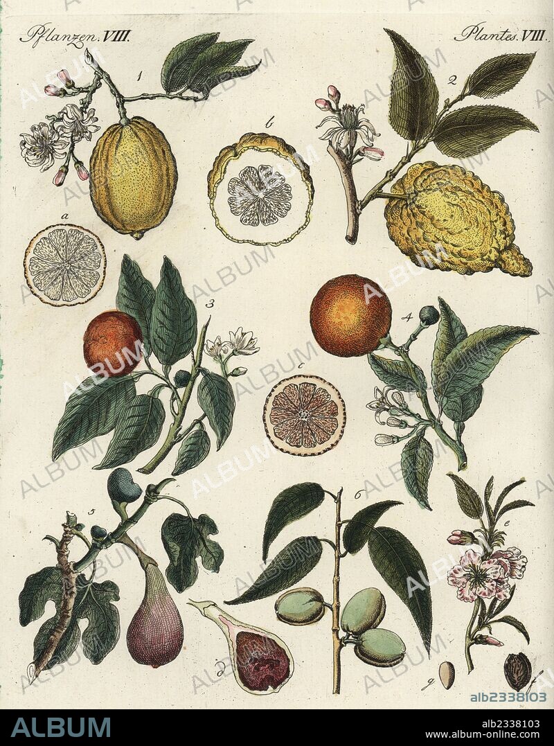 Fruits including citron, Citrus medica 1,2, bitter orange, Citrus aurantium 3, sweet or Chinese orange, Citrus sinensis 4, fig, Ficus carica 5, and almond, Prunus amygdalus 6, with blossom and fruit in section. Handcoloured copperplate engraving from Friedrich Johann Bertuch's Bilderbuch fur Kinder (Picture Book for Children), Weimar, 1792.