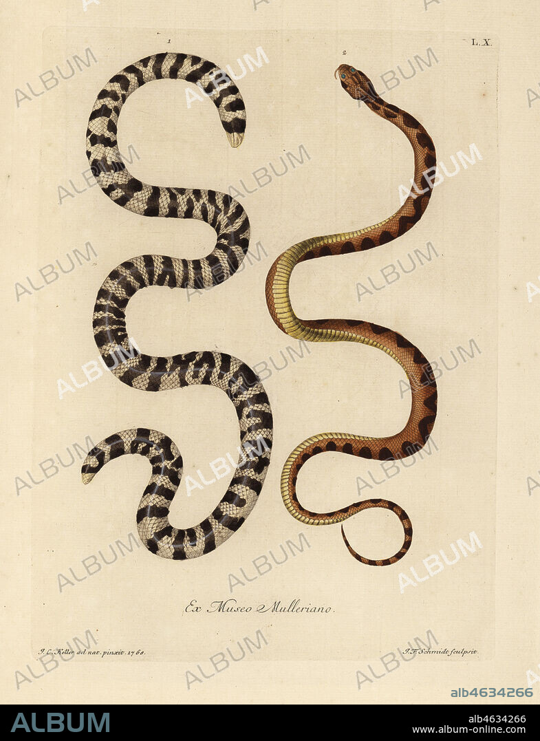 Black-and-white worm lizard, Amphisbaena fuliginosa, and brown and yellow snake of Surinam (Boa constrictor?). Le serpent dit a deux tetes, l'Amphisbaena fuliginosa, serpent de Surinam jaunatre, tachete de brun. Handcoloured copperplate engraving by Johann Friedrich Schmidt after an illustration from nature by Johann Christoph Keller from Georg Wolfgang Knorr's Deliciae Naturae Selectae of Kabinet van Zeldzaamheden der Natuur, Blusse and Son, Nuremberg, 1771. Specimens from a Wunderkammer or Cabinet of Curiosities owned by P.L. Muller.