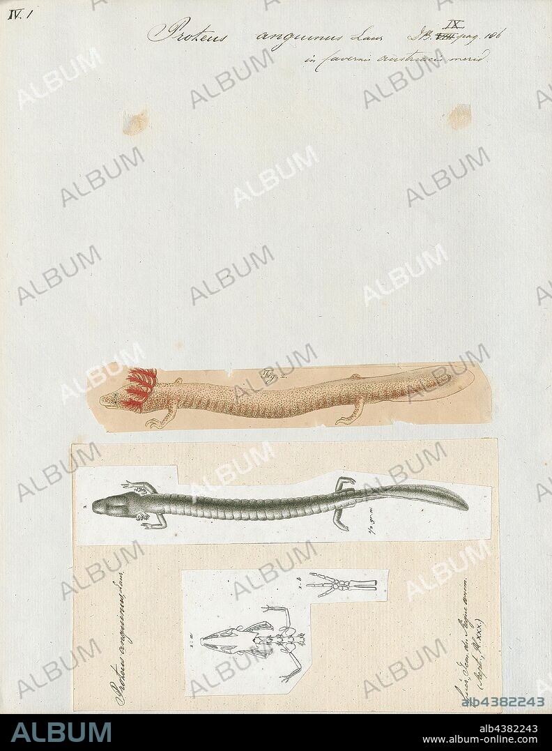 Proteus anguinus, Print, The olm or proteus (Proteus anguinus) is an aquatic salamander in the family Proteidae, the only exclusively cave-dwelling chordate species found in Europe. In contrast to most amphibians, it is entirely aquatic; it eats, sleeps, and breeds underwater. Living in caves found in the Dinaric Alps, it is endemic to the waters that flow underground through the extensive limestone bedrock of the karst of Central and Southeastern Europe, specifically southern Slovenia, the basin of the Soca River (Italian: Isonzo) near Trieste, Italy, southwestern Croatia, and Bosnia and Herzegovina. Introduced populations are found near Vicenza, Italy, and Kranj, Slovenia., 1700-1880.