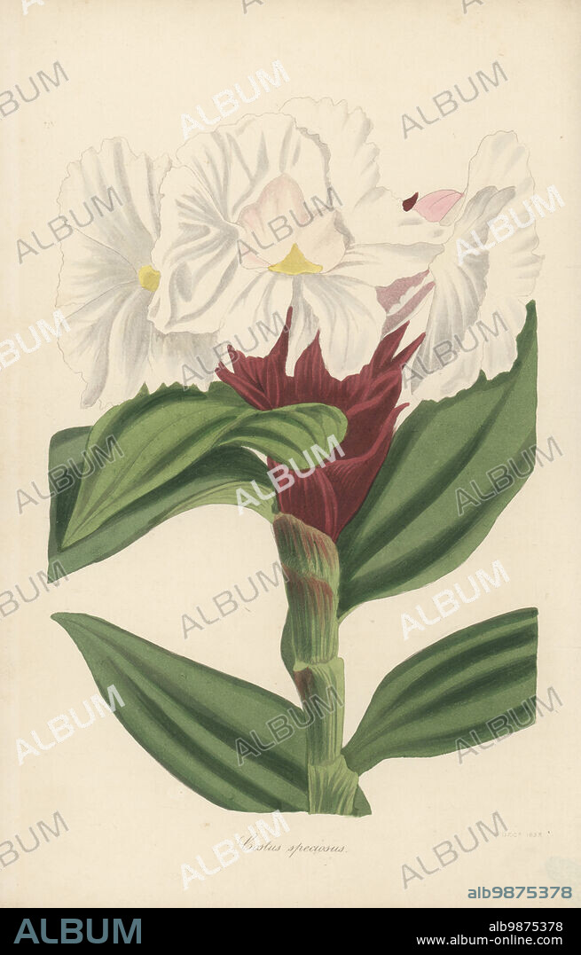 Crepe ginger, Cheilocostus speciosus or Hellenia speciosa. Native to the East Indies (southeast Asia), and introduced via William Rollisson's Tooting nursery. Showy costus, Costus speciosus. Handcoloured engraving from Joseph Paxtons Magazine of Botany, and Register of Flowering Plants, Volume 4, Orr and Smith, London, 1837.