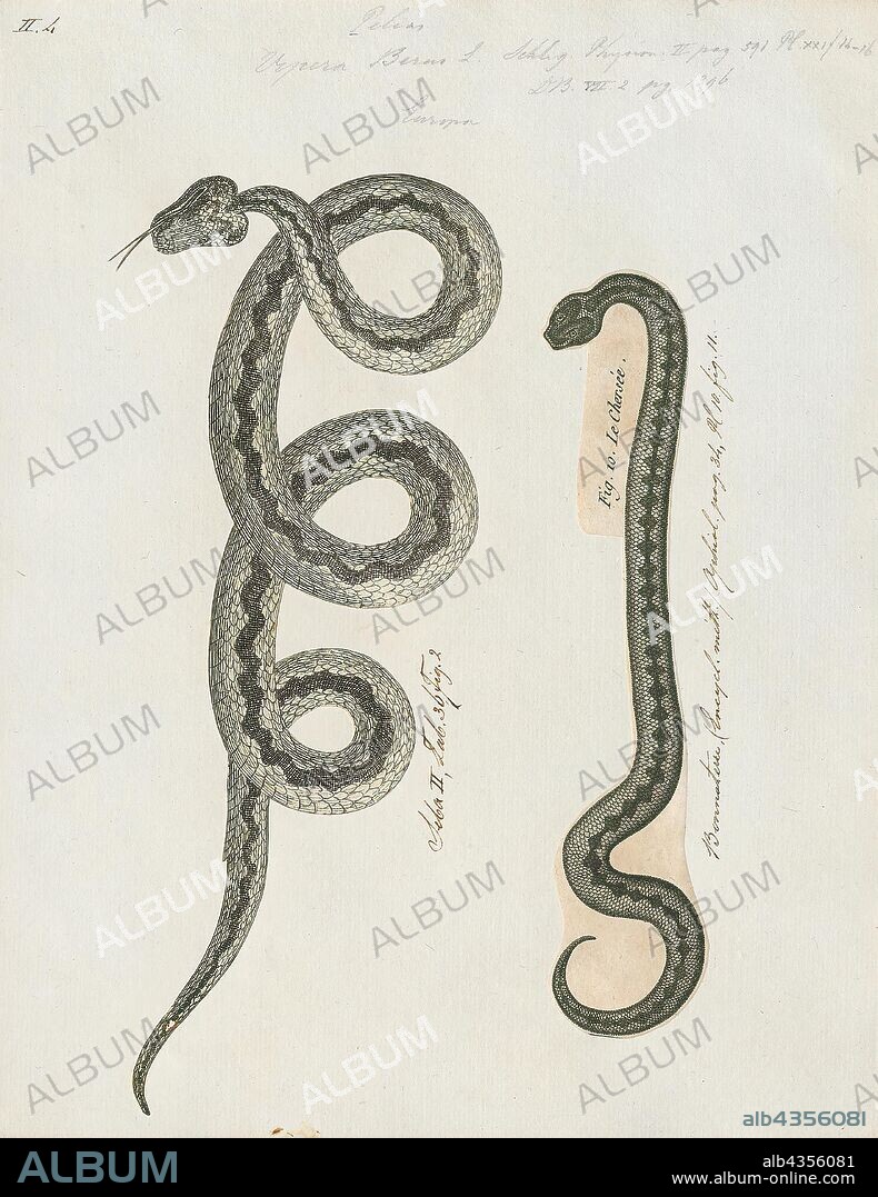 Vipera berus, Print, Vipera berus, also known as Marlies, Prags, Bardas or the common European adder or common European viper, is a venomous snake that is extremely widespread and can be found throughout most of Western Europe and as far as East Asia. Known by a host of common names including common adder and common viper, adders have been the subject of much folklore in Britain and other European countries. They are not regarded as especially dangerous; the snake is not aggressive and usually bites only when really provoked, stepped on, or picked up. Bites can be very painful, but are seldom fatal. The specific name, berus, is New Latin and was at one time used to refer to a snake, possibly the grass snake, Natrix natrix., 1700-1880.