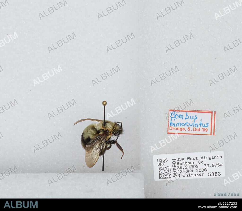Barbour, West Virginia, United States, Bombus (Pyrobombus) bimaculatus Cresson, 1863, Animalia, Arthropoda, Insecta, Hymenoptera, Apidae, Apinae.