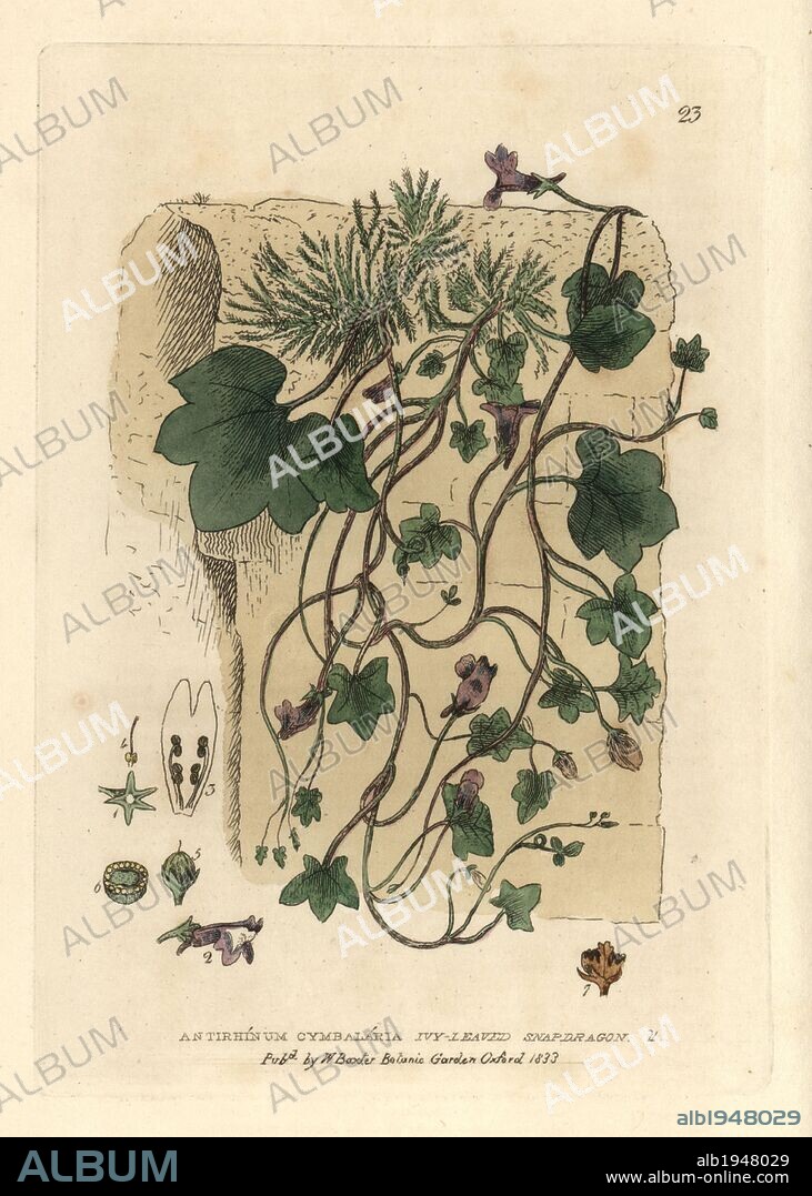 Ivy-leaved snapdragon, Antirrhinum cymbalaria. Handcoloured copperplate engraving from a drawing by Isaac Russell from William Baxter's "British Phaenogamous Botany" 1834. Scotsman William Baxter (1788-1871) was the curator of the Oxford Botanic Garden from 1813 to 1854.