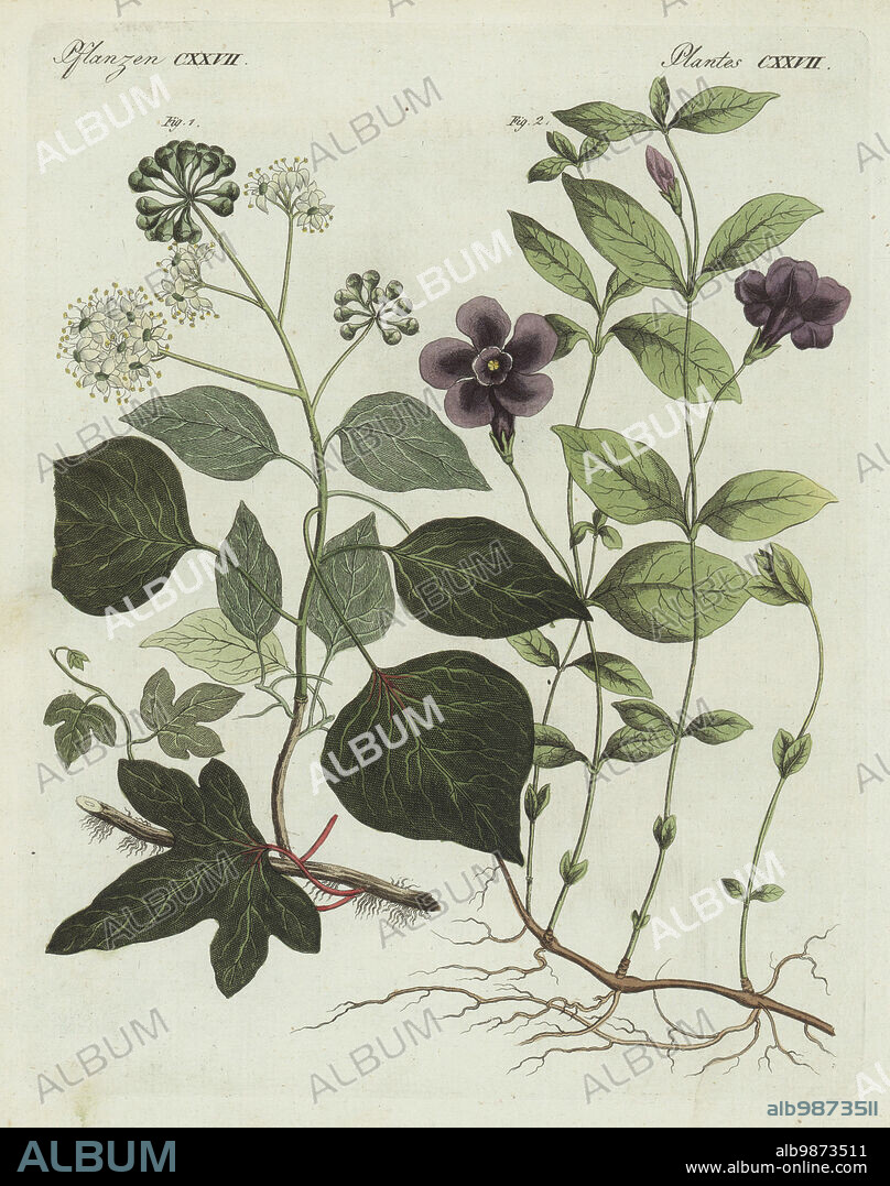 Common ivy, Hedera helix 1, and lesser periwinkle, Vinca minor 2. The botanicals were drawn by Henriette and Conrad Westermayr, F. Götz and C. Ermer. Handcoloured copperplate engraving from Carl Bertuch's Bilderbuch fur Kinder (Picture Book for Children), Weimar, 1810. A 12-volume encyclopedia for children illustrated with almost 1,200 engraved plates on natural history, science, costume, mythology, etc., published from 1790-1830.