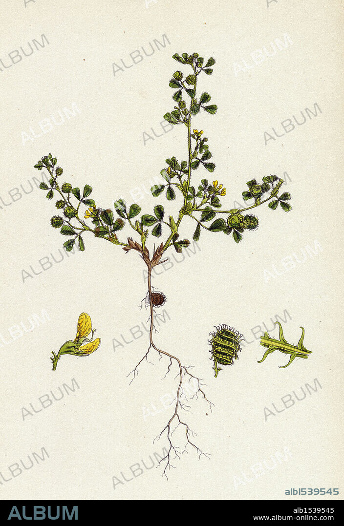 Medicago minima; Little Bur Medick.