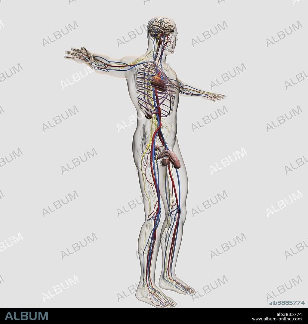 Three dimensional medical illustration of male reproductive system and circulatory system.