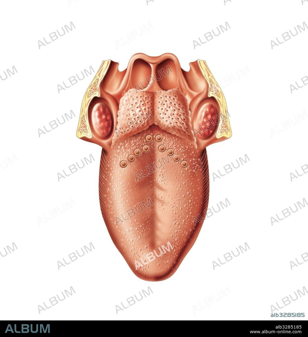 Cara dorsal de la lengua.