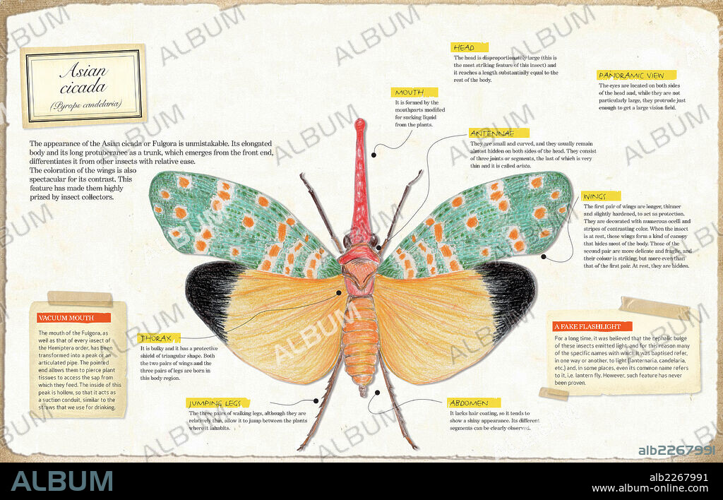 Asian cicada. Infographic of the anatomy of Asian cicada (Pyrops candelaria).
